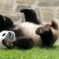 Turistima doživotno zabranjeno da uđu u centar za pande: Bacali im i cigarete, pljuvali…