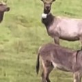 Životinje: Odbegli magarac ljubimac „uživa u životu" sa krdom jelena