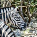 Zebra povredila dete i dvoje odraslih u Zoo vrtu u Beogradu