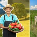Farmeri imaju predlog pravilnika o korišćenju pašnjaka: Odgovornost od opština da preuzme Uprava za poljoprivredno zemljište…