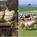 Pokrajina izdvaja 40 miliona za govedarstvo, svinjarstvo, autohtone rase: Novci stižu i za bušu, domaćeg bivola, podunavsku…