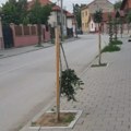 Zaječar dobija 105 novih stabala: Novi drvoredi u dve rekonstruisane ulice