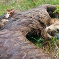 Otrovana strogo zaštićena vrsta na Svrljiškim planinama: Crni strvinar uginuo nakon što je pojeo mamac