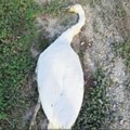 Ovaj deo Borče je zaražena zona u Vizelju pomor labudova, ovo može da se prenese i na ljude, ne dirajte mrtve ptice!