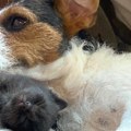 Životinje: Zašto je ženka psa podojila napušteno leglo mačića