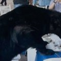 Медвед се попео на сто у ресторану Гости остали без текста (видео)