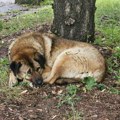 Grad Niš poziva građane na raspravu o problemu pasa lutalica