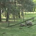 Proslava 1. maja kod Kraljeva završena tragedijom: Aleksandrino (18) telo nađeno u zgarištu kod kolibe