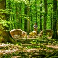 Pokrenut postupak zaštite Specijalnog rezervata prirode „Bosutske šume“