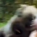 Divlja zver brutalno napala čoveka Pokušao da je nahrani, a onda je usledio pakao! (video)