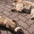Mačke ili psi: Ko je zaista pametniji? Nauka otkriva istinu
