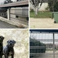 Horor u Beogradu: Psi rastrgli ženu, otkinuta joj ruka! Tri jeziva napada u dva dana, policija morala da puca!