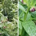 Tečno đubrivo od gaveza obnavlja biljke, evo kako se pravi: Pogonsko gorivo za vaše biljke - koristi se sve, a organsko za…