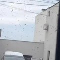 Roj pčela rasterao prolaznike: Panika u Bulevaru kralja Aleksandra, svi dele ovaj neverovatan snimak (video)