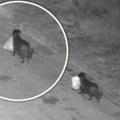 Je l' moguće?! Čovek dresirao psa da baca smeće pored puta - odmah je kažnjen: Ljudi gledaju snimak i krste se