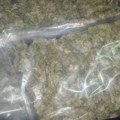 U Subotici zaplenjene halucinogene gljive i marihuana, jedan uhapšen