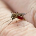 U Srbiji zabeleženo 46 slučajeva groznice Zapadnog Nila, najviše u Beogradu