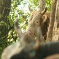 Domaćina ubili njegovi bikovi! Horor na pašnjaku u Hercegovini: Izveo ih na ispašu, meštanin zatekao jeziv prizor