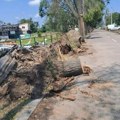 U nevremenu prošle sedmice uništeno 700 hektara šume oko Bačke Palanke, polomljeno pola miliona stabala