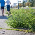 Toliko "divlja"da smeta i potpuno zdravim osobama! Ovaj užasni korov invazivno osvaja delove Srbije gde ga nikada pre nije…