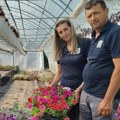 Cveće lepotom vraća uloženo: Jovanovići iz okoline Paraćina privode kraju prolećni program proizvodnje u 12 plastenika