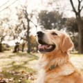 Pet znakova koji pokazuju da li vaš pas ima zdrav um: Na jedan posebno obratite pažnju