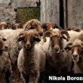 Јагњад црногорских фармера због нелегалног увоза из Србије остала неоткупљена