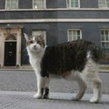 Mačak Lari danas obeležava 15 godina boravka u rezidenciji britanskog premijera
