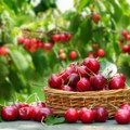 Oblačinska višnja okuplja Srbe: Tradicija i koncerti na jezeru kod Niša