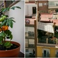 Povrtnjak na terasi, što da ne! Ovih 9 vrsta povrća bez problema uspeva u "balkon" baštama. Ovo su pravila za bogat rod.