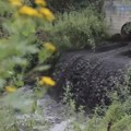 Zabrinjavajuće slike u slivu Južne Morave, građani uznemireni zbog pritoke crne boje (VIDEO)