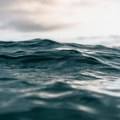 Zbog rekordne temperature evropskih mora hobotnice iz Afrike dolaze u Englesku