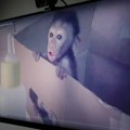 Životinje: BBC raskrinkao svetsku mrežu sadističkih mučitelja majmuna