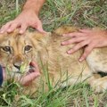 Na putu kod Subotice pronađen lavić: Meštani ga zbrinuli, zoo-vrt tvrdi - "Nije naš" (foto)