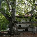 U Beogradu ima 28 zaštićenih stabala: Kako brinuti o spomenicima prirode?