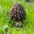 Najskuplja gljiva iz naših šuma, služi se u restoranima širom sveta! Pečurka vredna kao zlato a skriveno među borovima