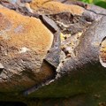 Da li zbog otiska palca na površini, jedan meteorit može biti prodat za milion evra