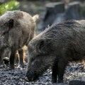 Stravičan fenomen izazvao paniku među lovcima Svinjsko meso poprimilo neonsku plavu boju - stručnjaci otkrili jeziv uzrok…