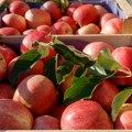Jabuka „gala” sve atraktivnija na tržištu