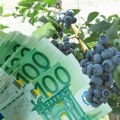 Srbija obara rekorde: Ova voćka donosi i do 8 evra po kilogramu, plasman siguran, a potražnja samo raste