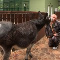 Ministarstvo poljoprivrede: Svetski dan domaćih životinja prilika da se na njih skrene pažnja