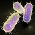 Kuga u Rusiji - koliko bi svet trebalo da bude zabrinut? BBC analizirao kako se menjala priča o smrti laboratorijske…