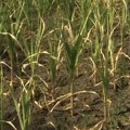 Može li se sačuvati agrarna proizvodnja od suša, poplava i klimatskih promena