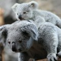 Nema više maženja koala, odlučila uprava australijskog zoološkog vrta