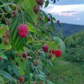 Rod i cena malin još uvek neizvesni