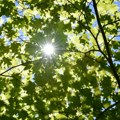 Sunce ne popušta Srbiju čekaju tropski dani zahlađenje tek sledeće nedelje