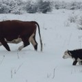 Krava mora da jede, pije i teli se i kada je napolju minus