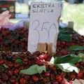 Cene trešanja na pijacama trostruko niže nego pre dve nedelje: "Rodilo deset puta više nego prošle godine"