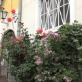 Ova ulica u Beogradu ima svoj zid ruža! I nema ko ne zastane da mu se divi, a sve je počelo od Stanojkinog muža! Bila je ljuta…