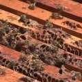 Rekao da ga je ubolo 20 pčela, pa izdahnuo komšiji na rukama: Novi detalji tragedije u Ripnju!